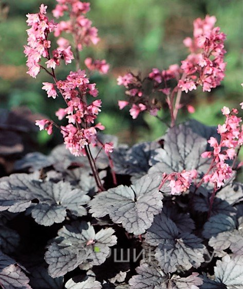 Гейхера Милан