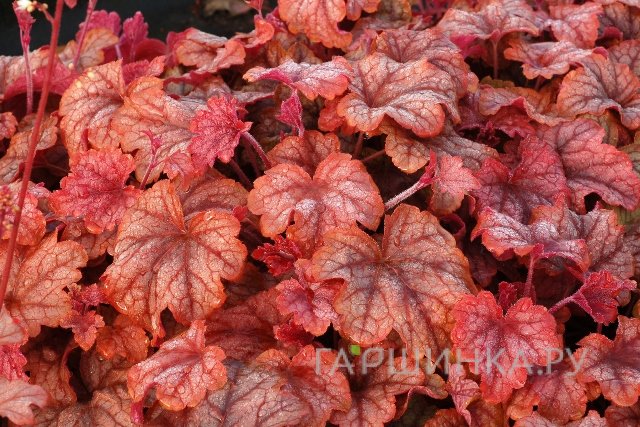 Гейхерелла Купер каскад