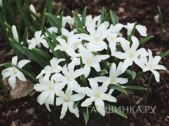 Хионодокса Люцилии Альба 15шт