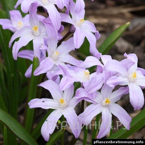 Хионодокса Розеа 10 шт