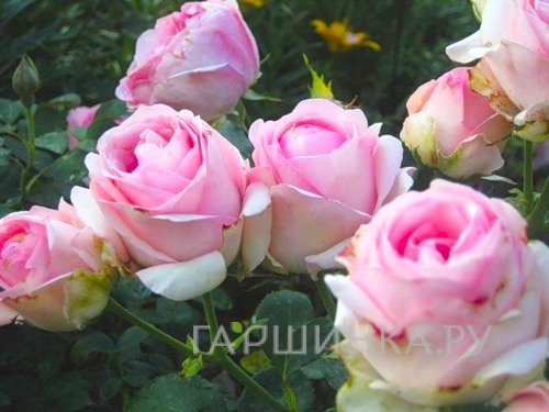 Роза Хистори чайно-гибридная, Тантау (лиц)