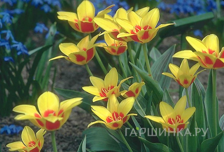 Тюльпан Хитпарад Фостера 5шт/уп