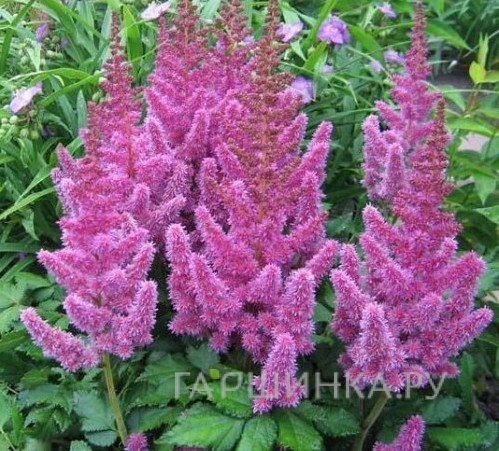 Астильба китайская Литл Вижн ин Пинк