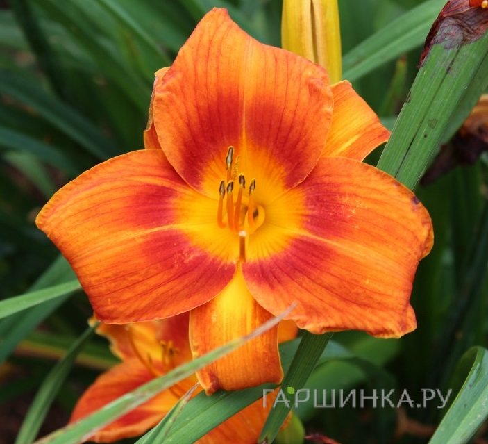 Лилейник Холидэй Делайт