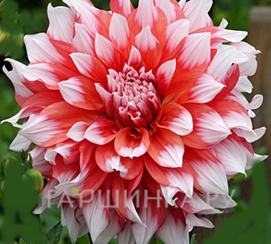 Георгина Холланд Фестиваль (МАКСИ) декоративная