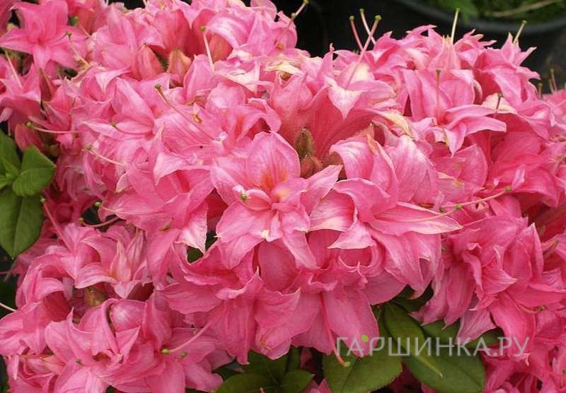 Рододендрон (Азалия) Хоумбуш