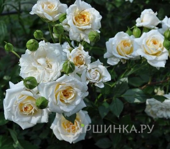 Роза Джейн миниатюрная, Imperial Rose