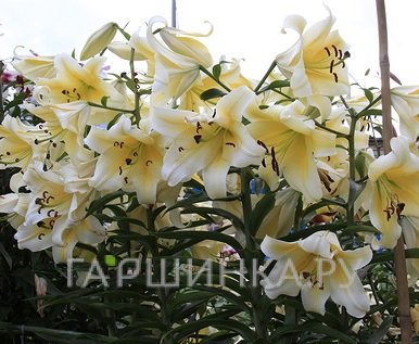 Лилия Ханимун ОТ-гибрид /2шт