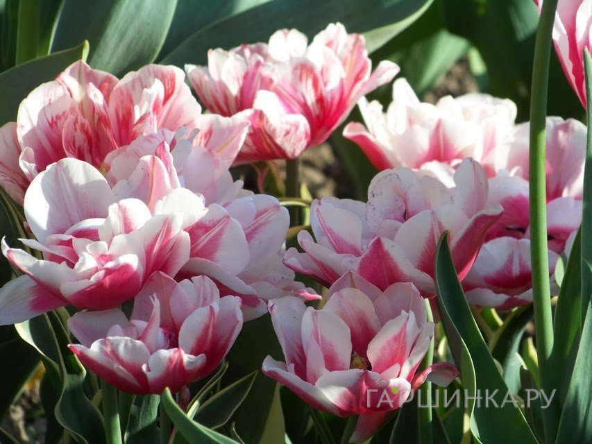 Тюльпан Горизонт (Хоризон) махровый 5шт