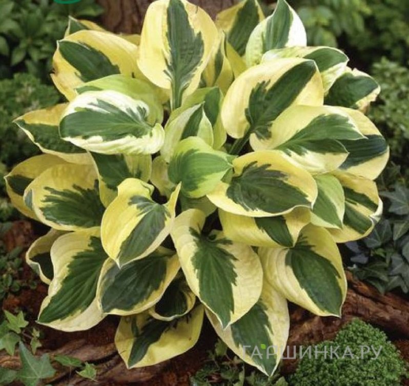 Хоста Брим Кап (SM)