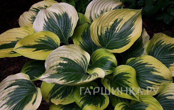 Хоста Бродвей (M)