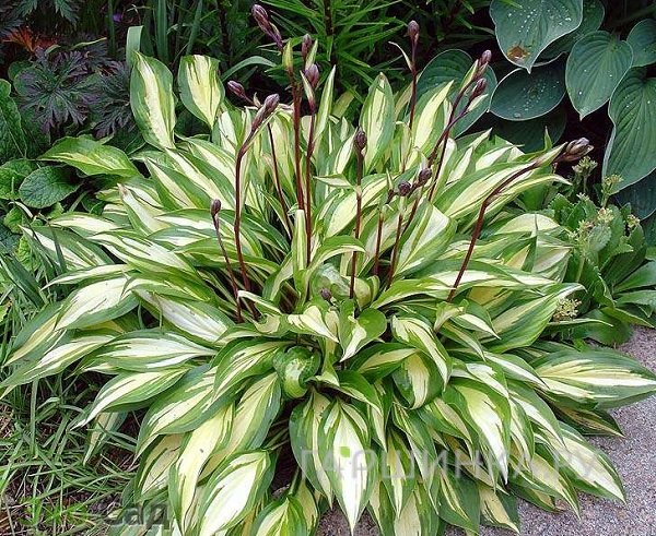 Хоста Черри Берри (SM)