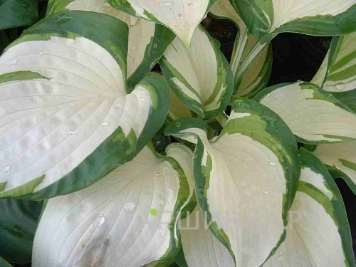 Хоста Дансинг ин зе Рейн (M)