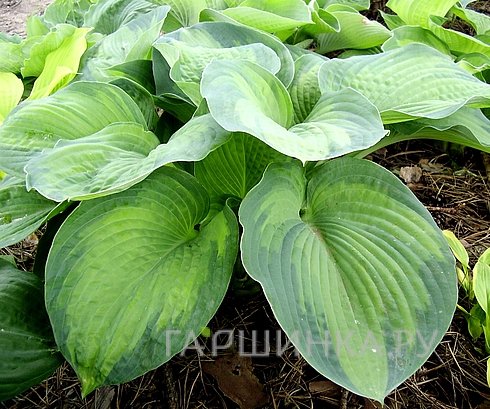 Хоста George Smith (L)