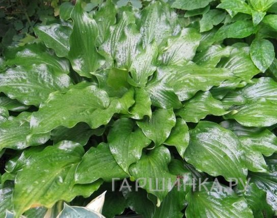 Хоста Гет Неккид волнистая (M)
