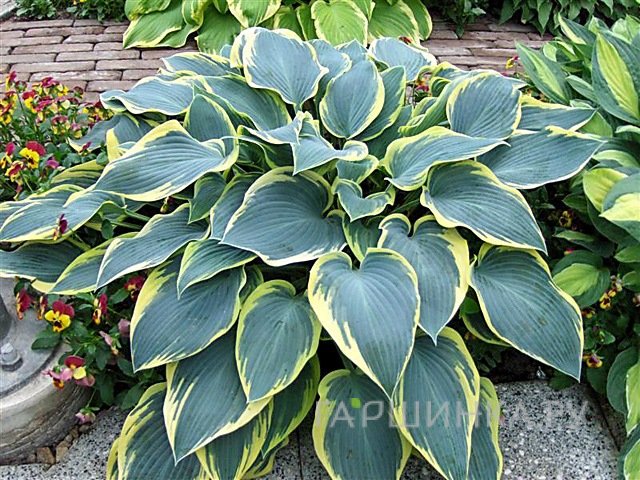 Хоста Роберт Фрост (M)