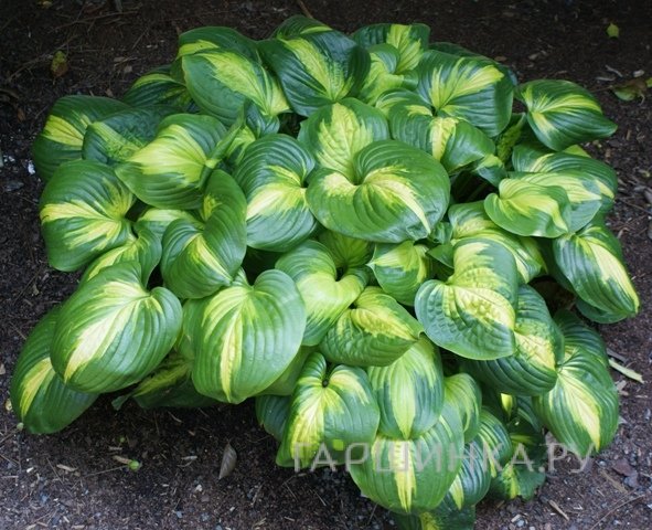 Хоста Кафедрал Уиндоуз (L)