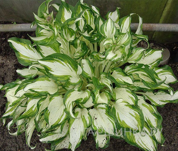 Хоста Киви Сперминт (М)