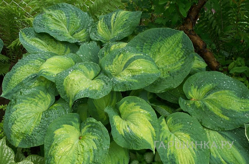 Хоста Колор Глори (ML)