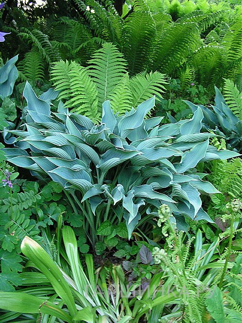 Хоста Кросса Регал (L)