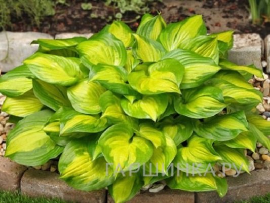Хоста Лейксайд Банана Бей (M)