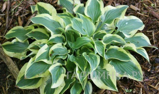 Хоста Пилгрим (S)