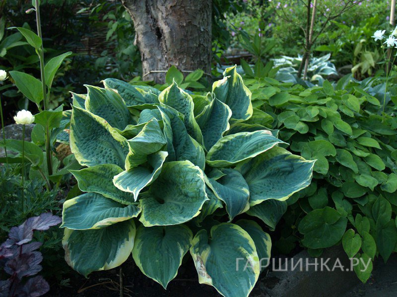 Хоста Пайзаз (SM)