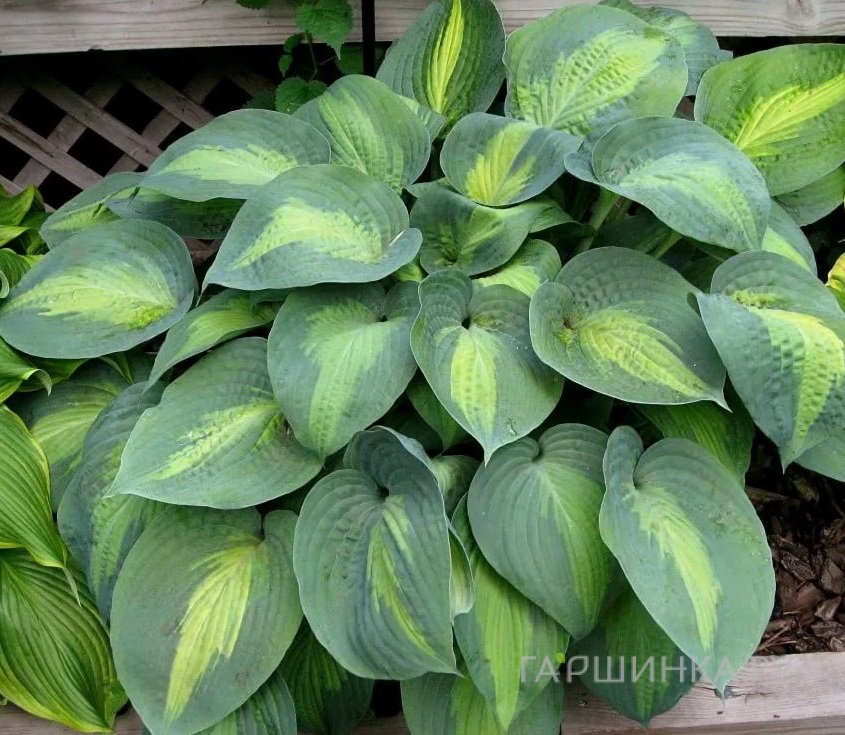 Хоста Сант Паул (M)