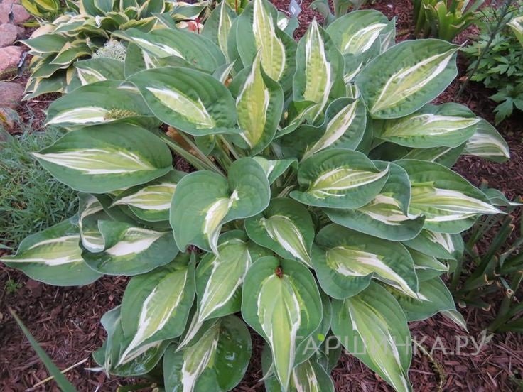 Хоста Снейк Айз (M)