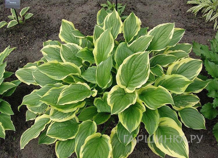 Хоста Со Свит (SM)