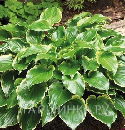 Хоста Шуга энд Спайс (M)