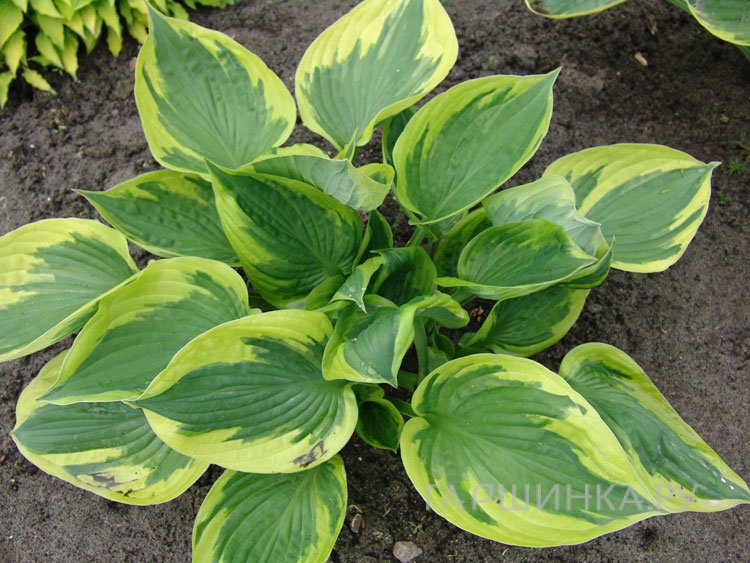 Хоста Твилайт (M)