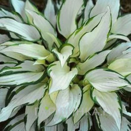 Хоста Вайт Крисмос (ML)
