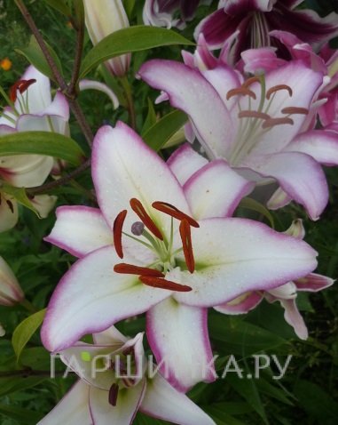 Лилия Хотлайн восточная/2шт