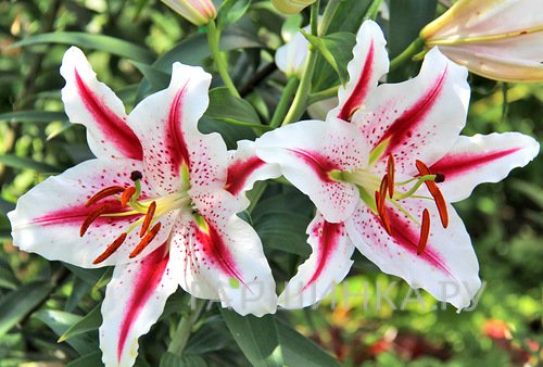 Лилия Хотпост восточная /2шт