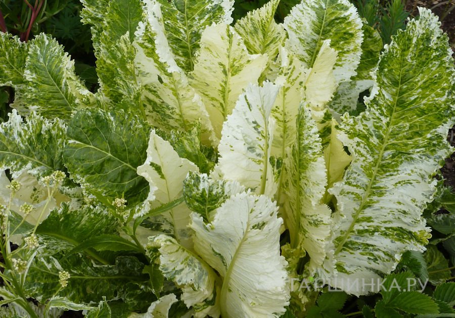 Хрен Пестролистный