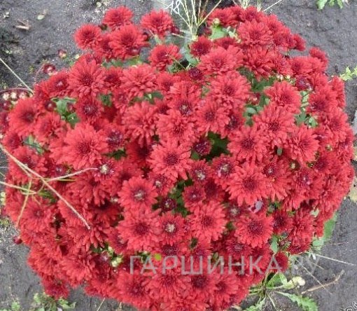 Хризантема мультифлора Бранскай Плам