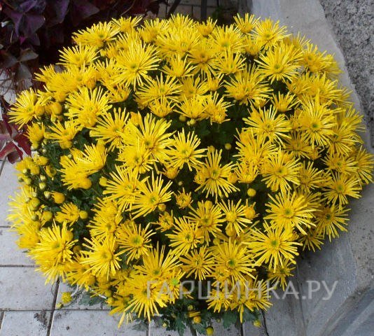 Хризантема мультифлора Бранспайдер Спринт