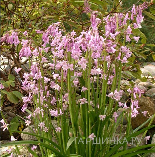 Гиацинтоидес Розеа 8 шт