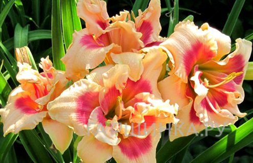 Лилейник Фоти Секонд Стрит