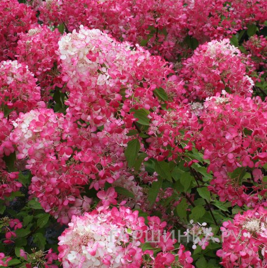 Гортензия Пинк Даймонд (Розовый бриллиант) метельчатая