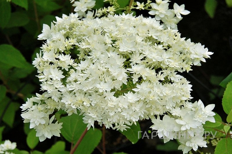 Гортензия древовидная Hayes Starburst