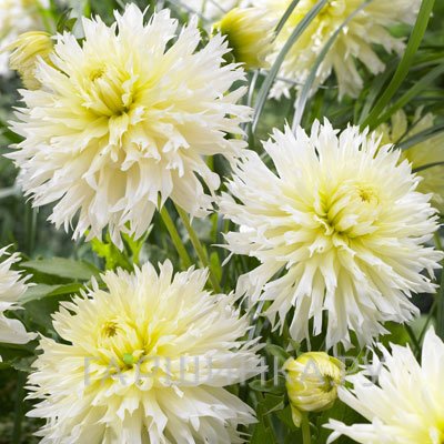 Георгина Айс Кристал бахромчатая