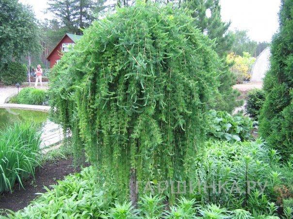 Лиственница Стиф Випер на штамбе 150 см