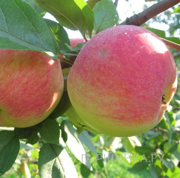 Яблоня Конфетное