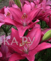 Лилия Индиан Саммерсет лонгифлорум азиатская/ 2шт