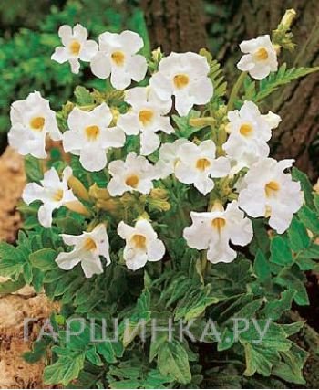 Инкарвиллея Снотоп