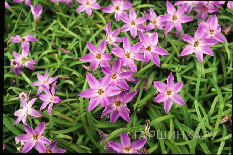 Ифейон Шарлотта Бишоп 10шт