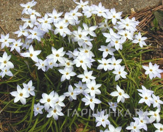 Ифейон Вайт Стар 10шт