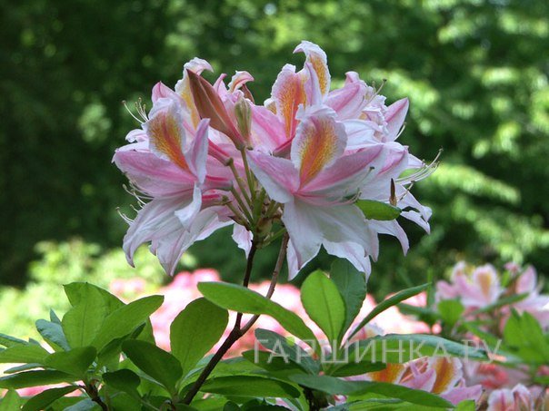 Рододендрон (Азалия) Ирен Костер